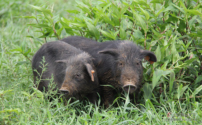 藏香猪猪苗（公猪20斤）